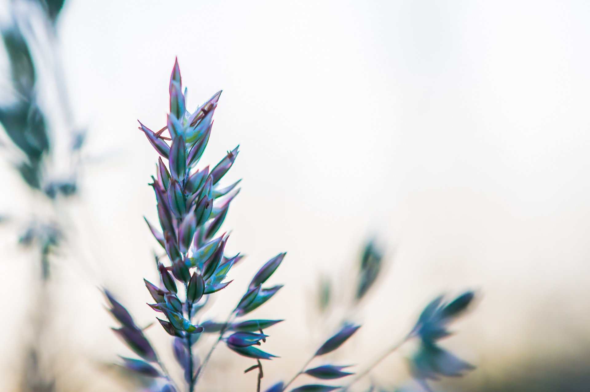 Selective Focus Photography Of Plant